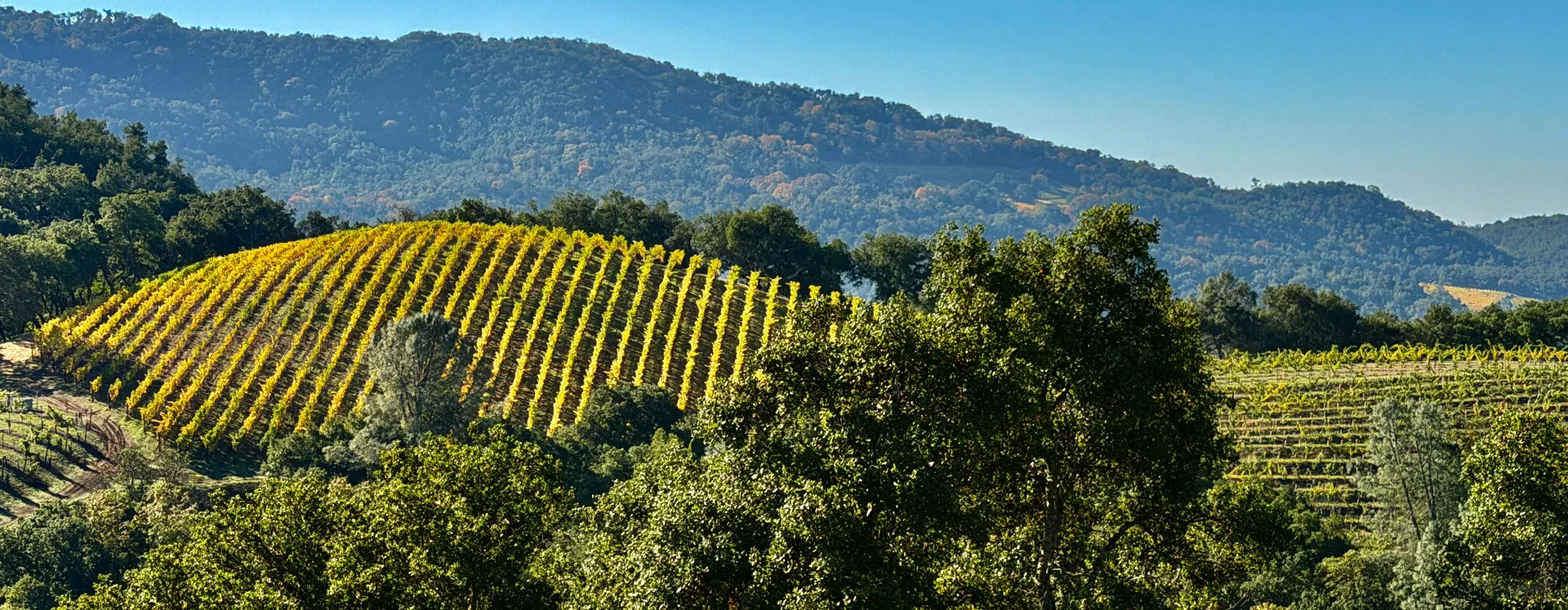 Vineyard landscape with Cormit water monitoring infrastructure